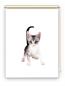 Preview: Rollo Loki Katzenbaby, Rollo, Motivrollo, Rollo mit Druck, Fotorollo, bedrucktes Rollo, Fensterrollo,verdunkelndes Rollo, Sonnenschutz